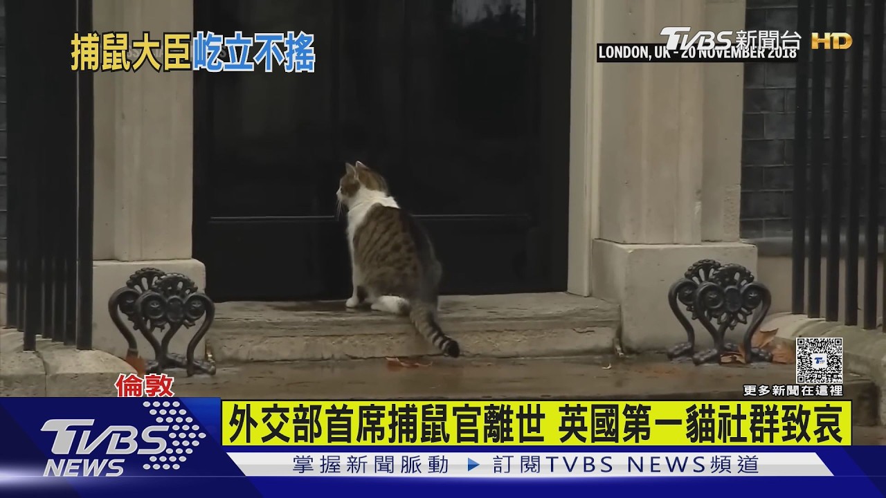 「流水的首相.鐵打的賴瑞」 英國傳奇捕鼠大臣就職15周年｜TVBS新聞 @TVBSNEWS01