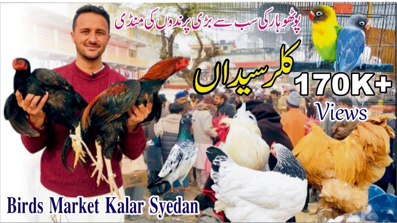 Birds Mandi Kalar Syedan Rawalpindi || Aseel Murghon ki mandi || Fancy Birds Cheapest Market