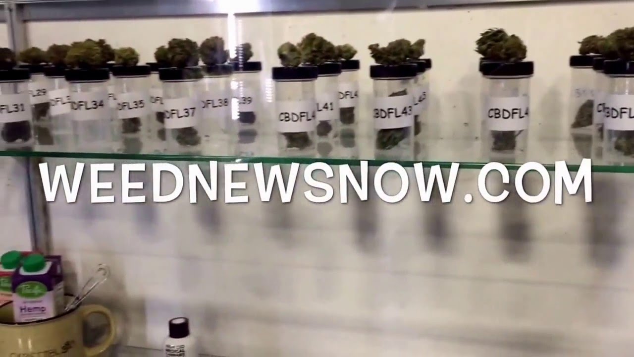 Emerald Cup 2015