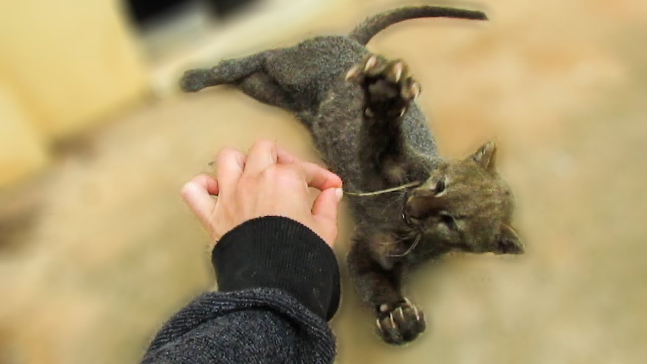 Playful rescued jaguarundi