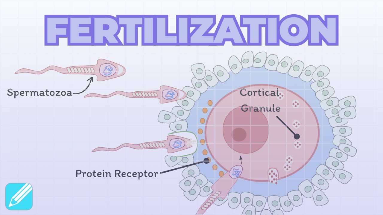 Fertilization | Reproductive System