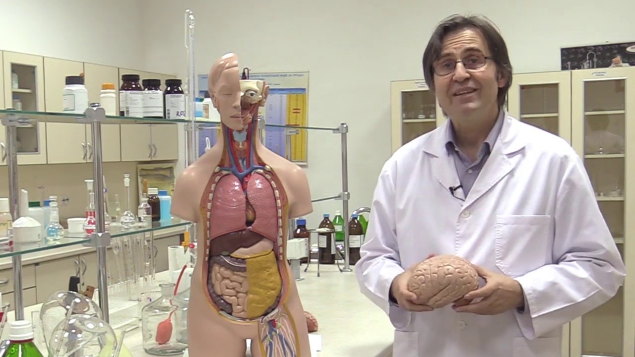 PET SAVRŠENIH NUTRIJENATA ZA NERVE, CIRKULACIJU, PAMĆENJE I MENTALNU SNAGU! Prof. dr Mihajlović
