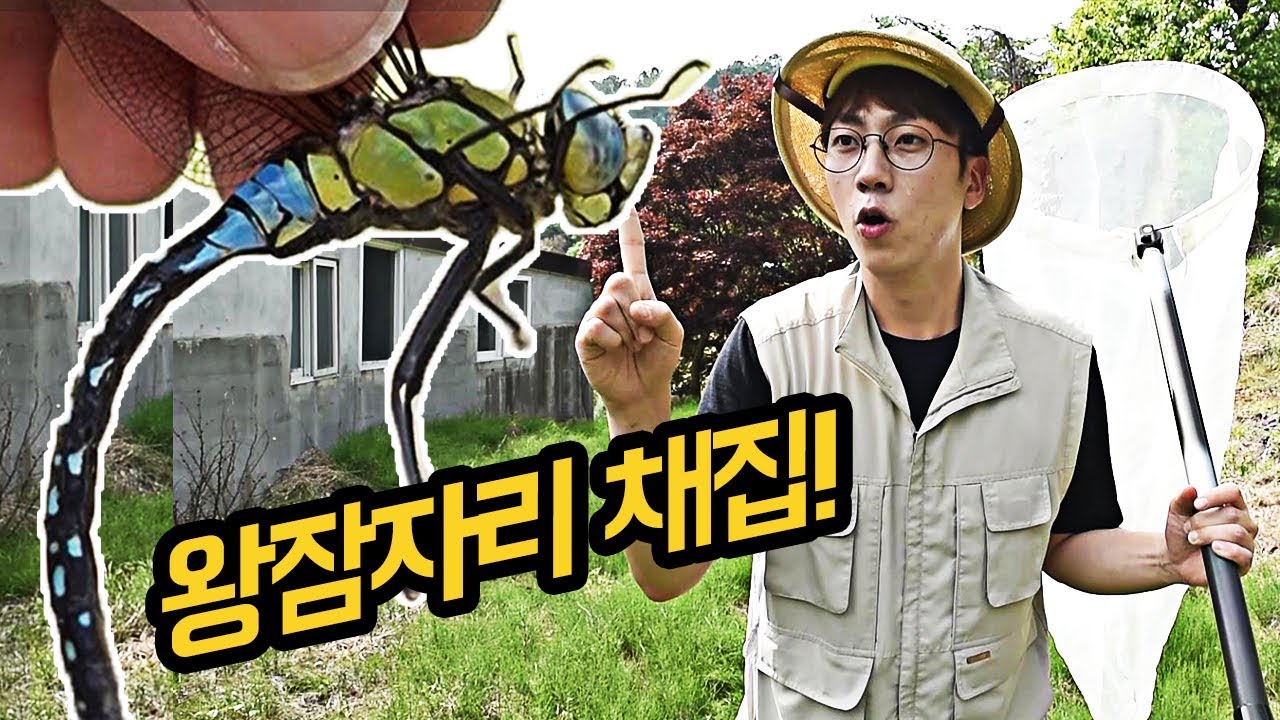왕잠자리 채집하기! 풀밭 위의 헬리콥터! 푸드득~