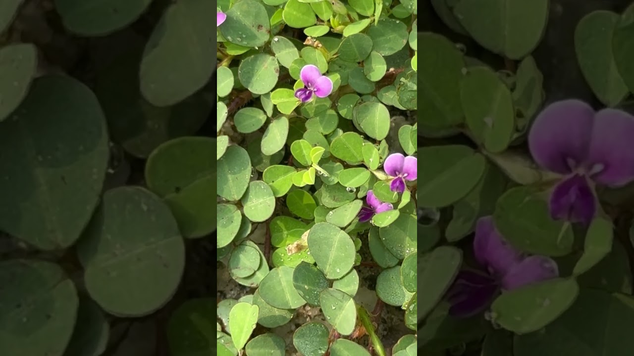 Flowers, leaves and habitat of Grona triflora, #medicinal #botanicalgarden #odisha #garden
