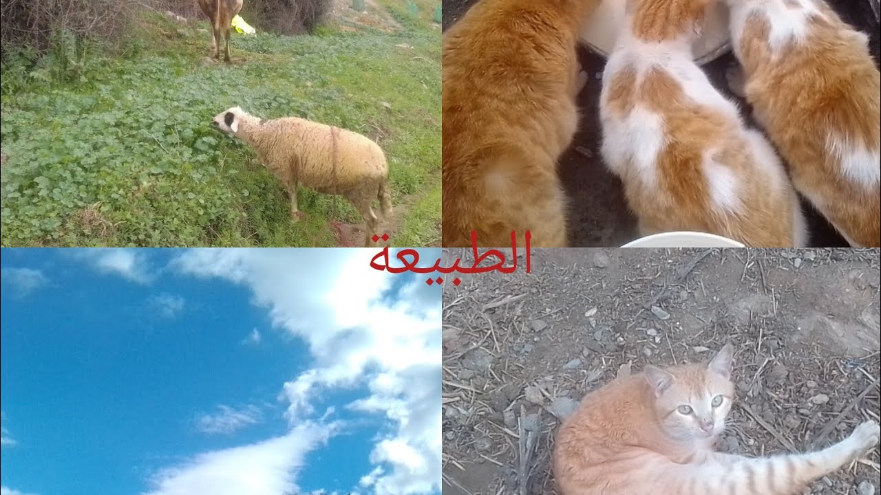 أجواء البادية ❤❤️ رياح قوية وأجواء ممطرة🌧️💥🤲❤