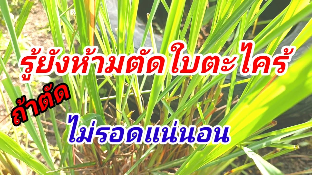 รู้หรือยังห้ามตัดใบตะไคร้ทิ้งถ้าตัดไม่แตกกอเพิ่ม