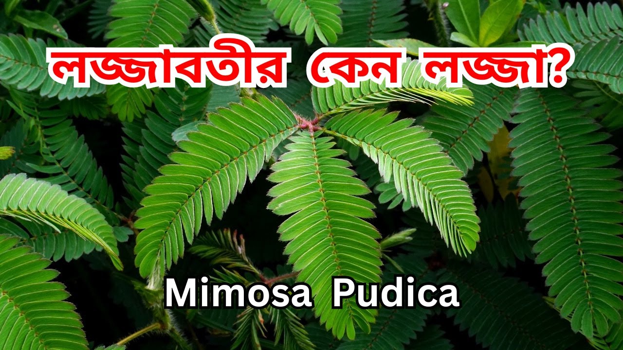 লজ্জাবতী পাতার গুটিয়ে যাওয়ার রহস্য! | Mimosa Pudica Explained in Bangla