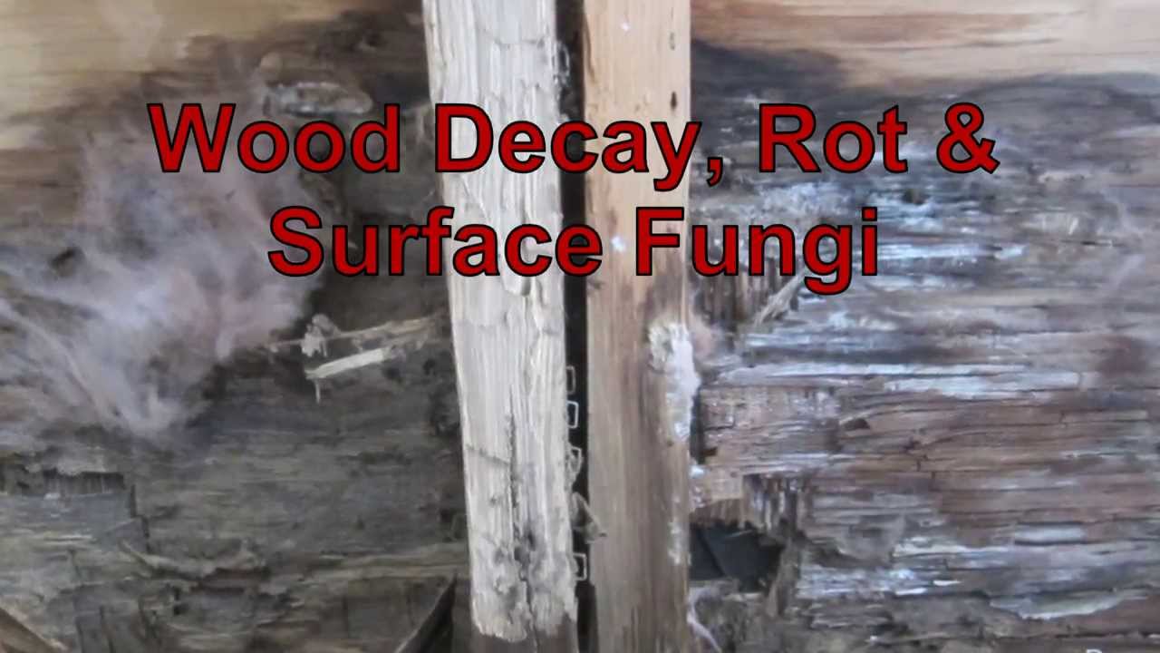 Wood Decay, Rot & Surface Fungi