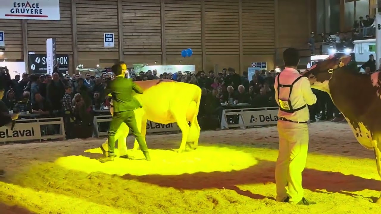 Champion Red Holstein Expo Bulle 2024