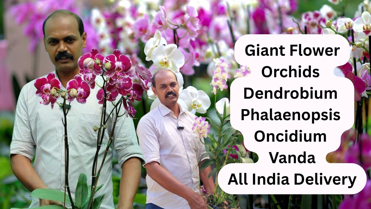 Giant Flowers Orchid Sale I Jewel Orchid Wayanad #dendrobium #phalaenopsis #vanda #orchid