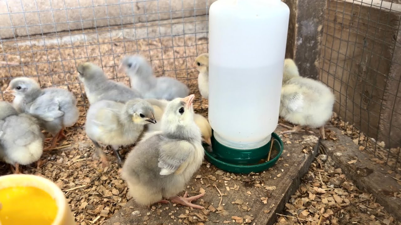 Quiet Stormy Morning on the Farm Part 1 🌾 (Low Stimulation, No Music)