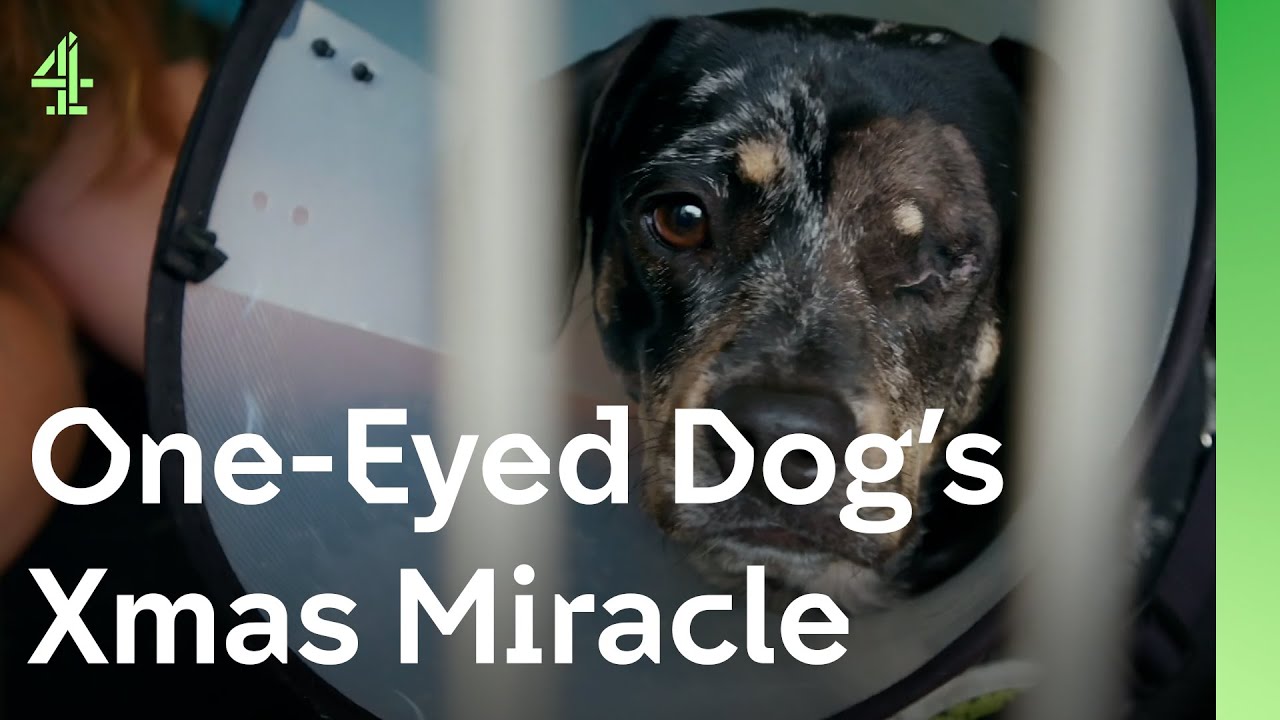 Clarence, the one eyed dog's Christmas wish, comes true | The Dog House 🐶 | Dog Stories