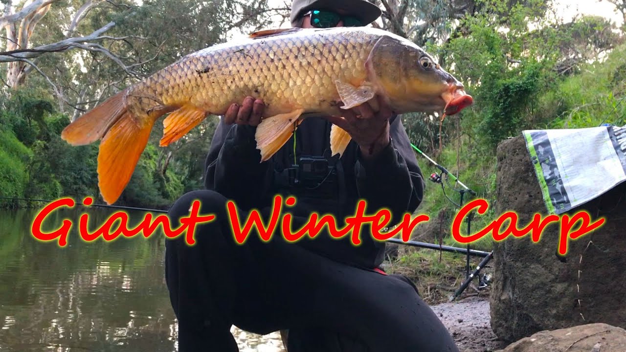 Solo Winter River Fishing For MASSIVE Melbourne Carp #invasive #fish #species #carp #fishing