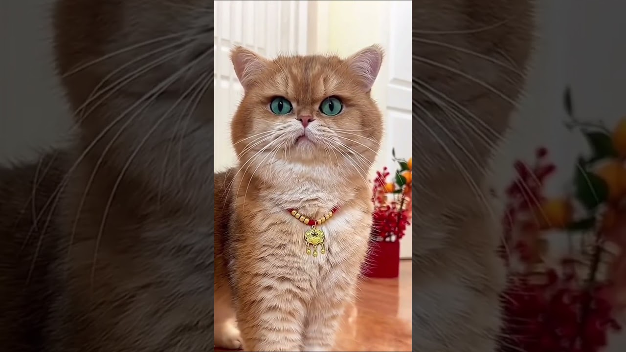 Cat funny moments#cat #animals #funnycats