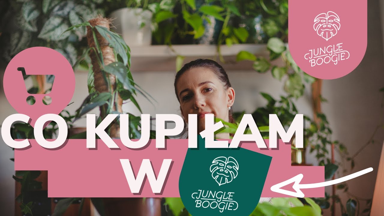MOJE ROŚLINNE ZAKUPY - gadamy i przesadzamy nowe nabytki z Jungle Boogie🌿🛒