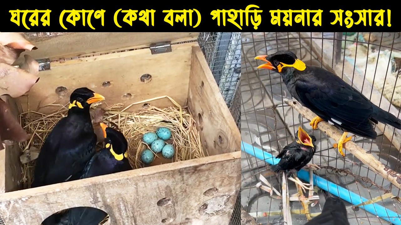 কথা বলা পাহাড়ি ময়না পাখি দম্পতির জীবন কাহিনী  | Bird Story- 163 | The life story of Hill Myna Bird