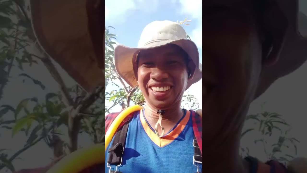 penen mangga dan dapat bonus bisa makan buah mangga nya