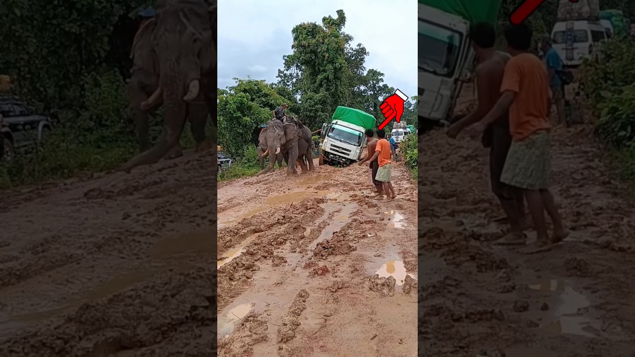 Unbelievable Elephant Truck Rescue Mission 😱🔥