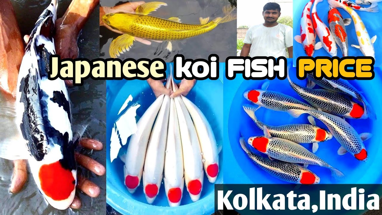Rare Japanese Koi Fishes Price | Aquarium Fishes cheap price in Kolkata | Beautiful fish
