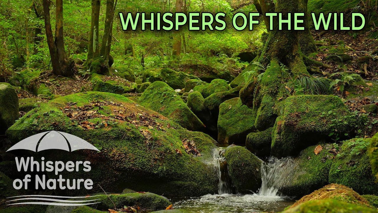 🌳 ASMR Древний лес | Звуки воды и птиц для глубокого сна ✨ Whispers of Nature