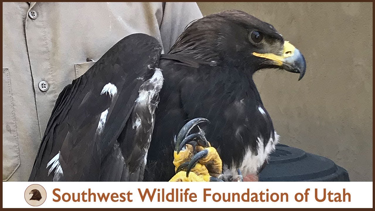 Arrival of young skinny eagle