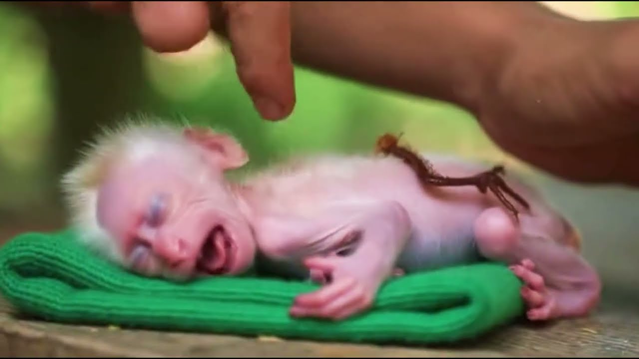 OMG! Just Newborn baby monkey with love