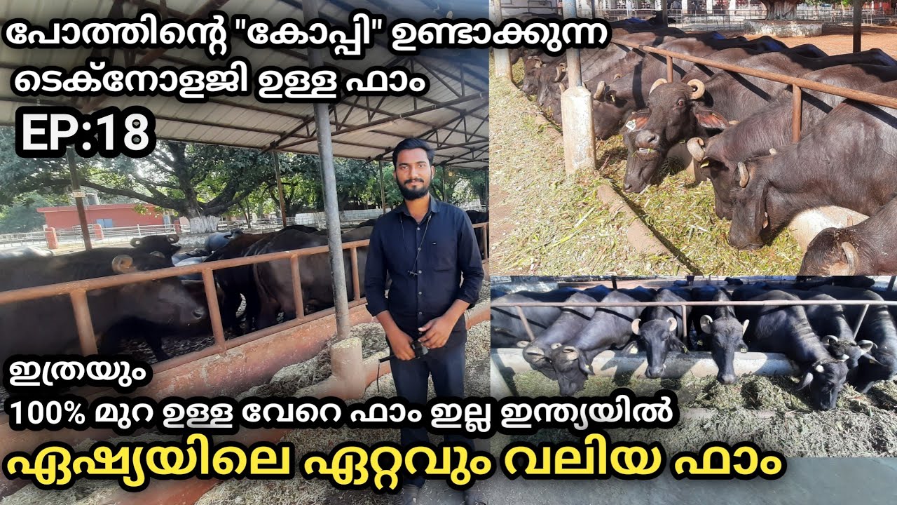 പോത്തിന്റെ കോപ്പി ഉണ്ടാക്കുന്നഫാം|ഏഷ്യയിലെ ഏറ്റവുംവലിയഫാം|100%ഒറിജിനൽ മുറ|NDRI KARNAL HARIYANA