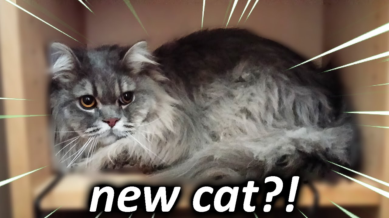 I got a cat! (kinda.....)