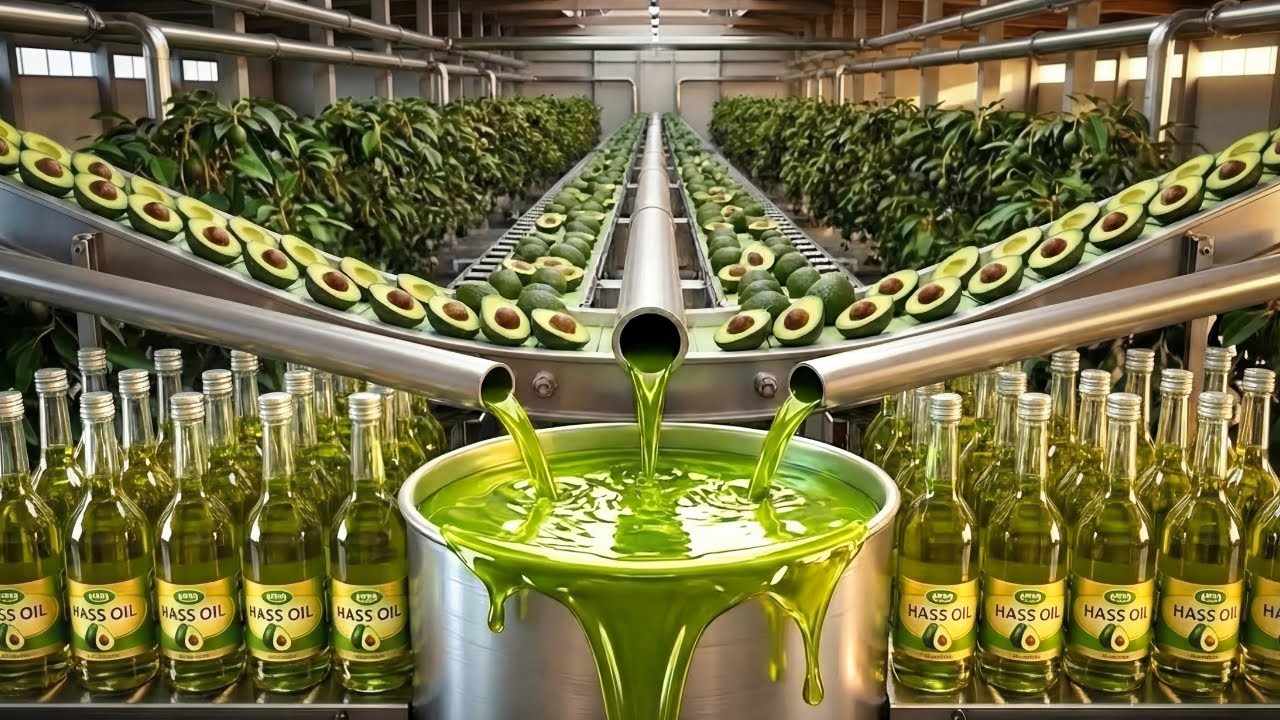 How Avocado Oil Is Made | Inside the Full Industrial Factory Process