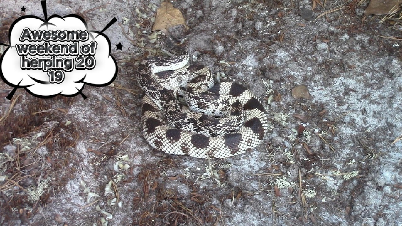June 2019 awesome weekend of herping
