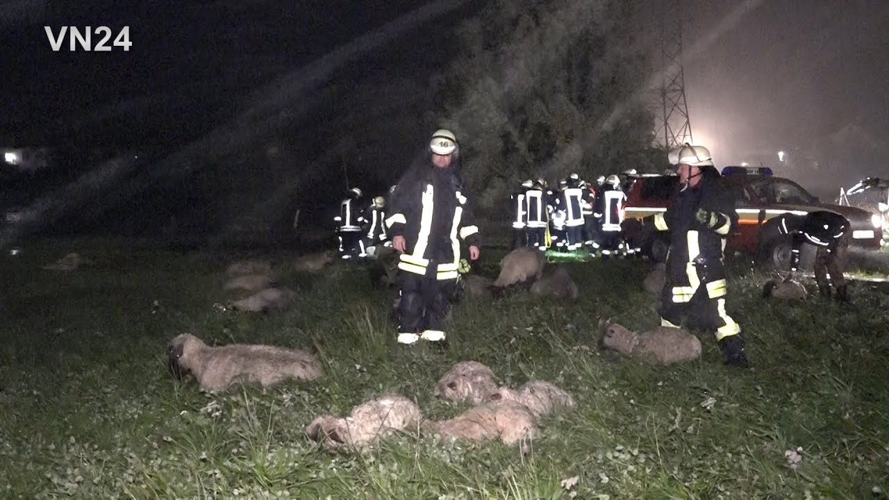 30.09.2019 - VN24 - Feuerwehr rettet 330 Schafe - Unwetter setzt Weide unter Wasser