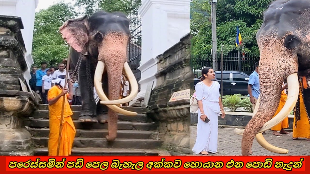 හෙමීට පඩිය බැහැල අක්කව හොයාන් යන කෝට්ටේ රාජා  😍 Kotte Raja #elephant #animals #tusker