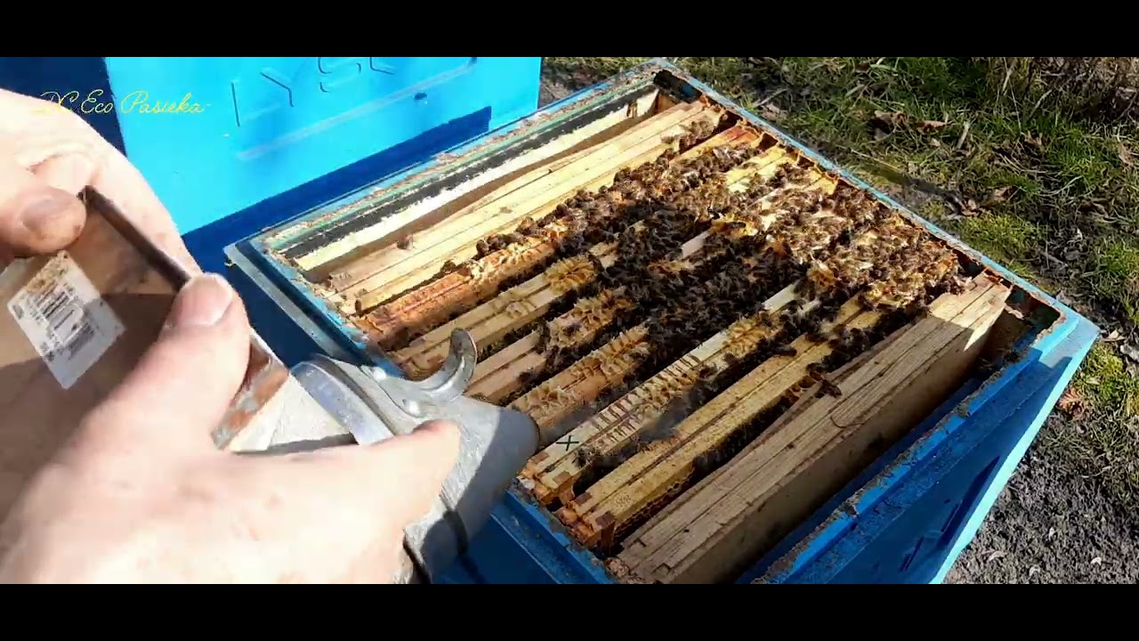 #663~DC Eco Pasieka~ 11 III 2026 - ul.14 - przegląd I korekta do jednego korpusu