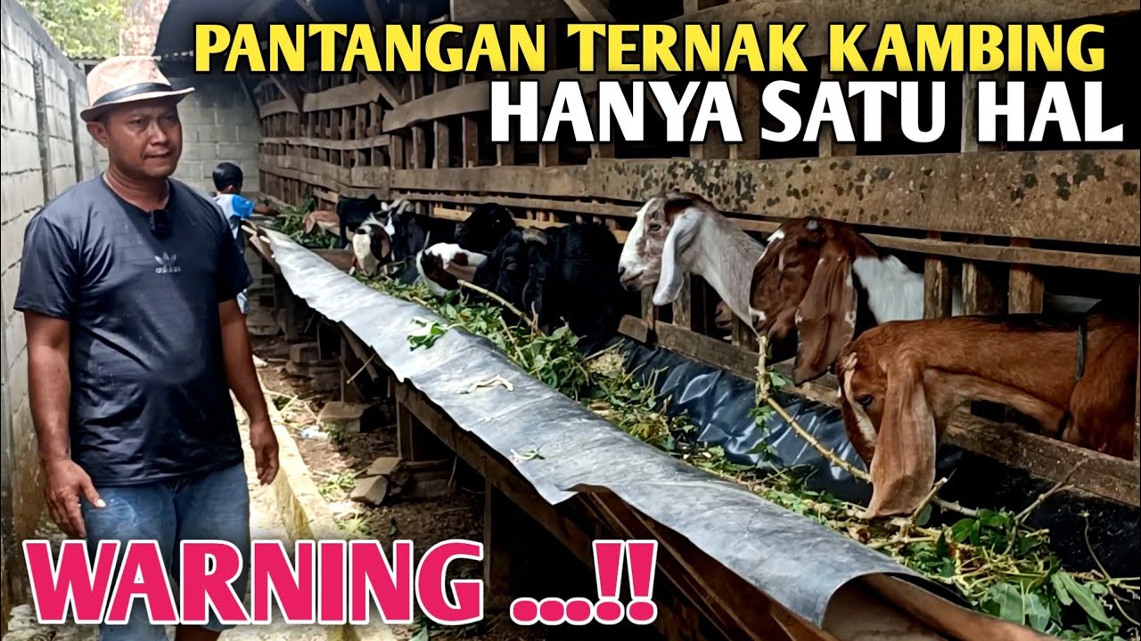 Hindari Satu Hal ini Agar Ternak Kambing  Berhasil Gemilang