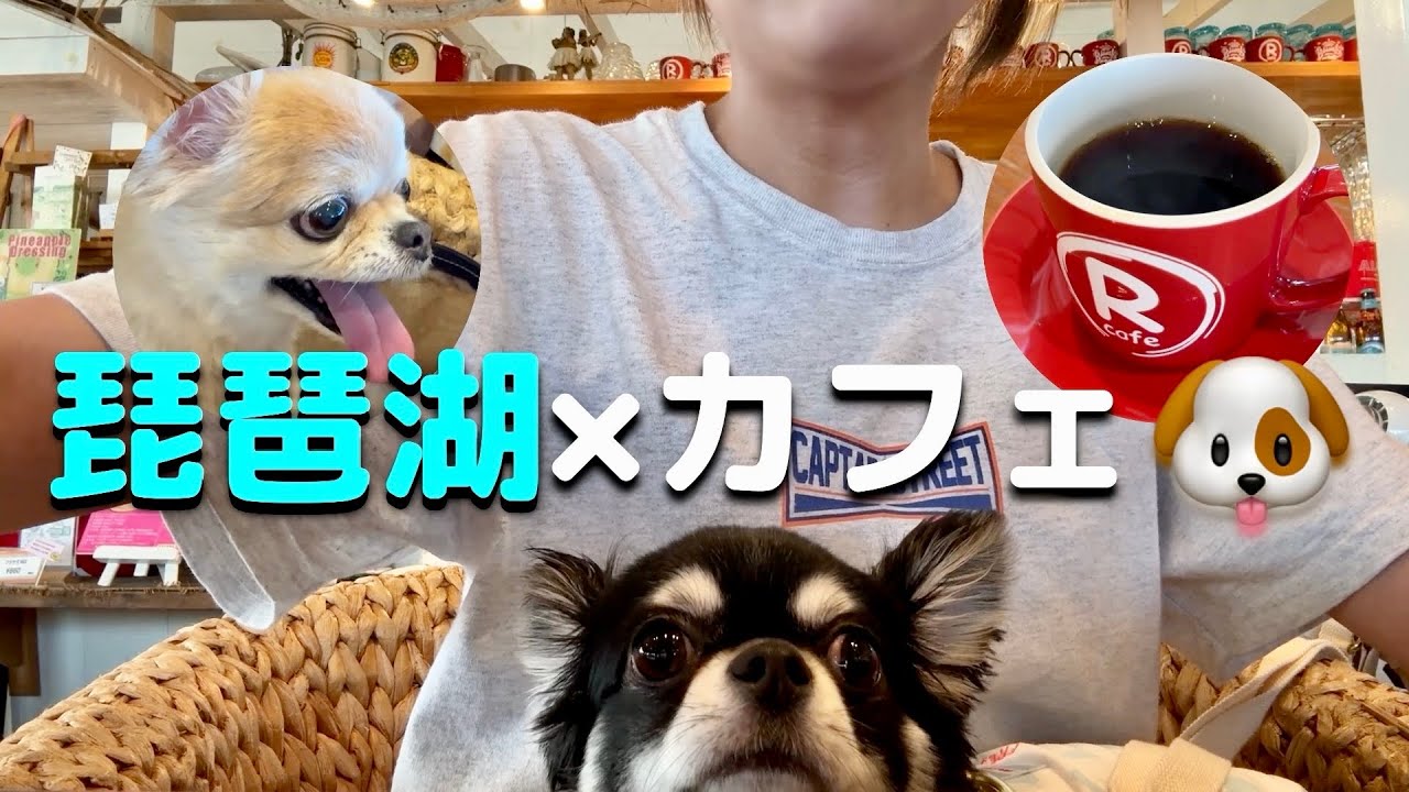 チワワと一緒にハワイ（滋賀県💦）カフェ🐾まったりvlog