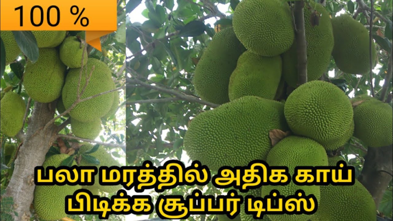 பலா மரத்தில் அதிக காய் பிடிக்க டிப்ஸ் / Jack fruit cultivation