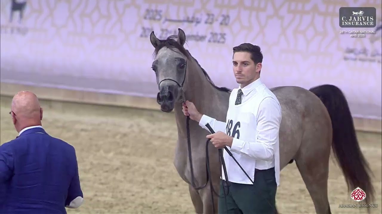 N 186 BARQ UMM ALUDHAM   28th Qatar National AHS 2025   Yearling Colts Class 6A