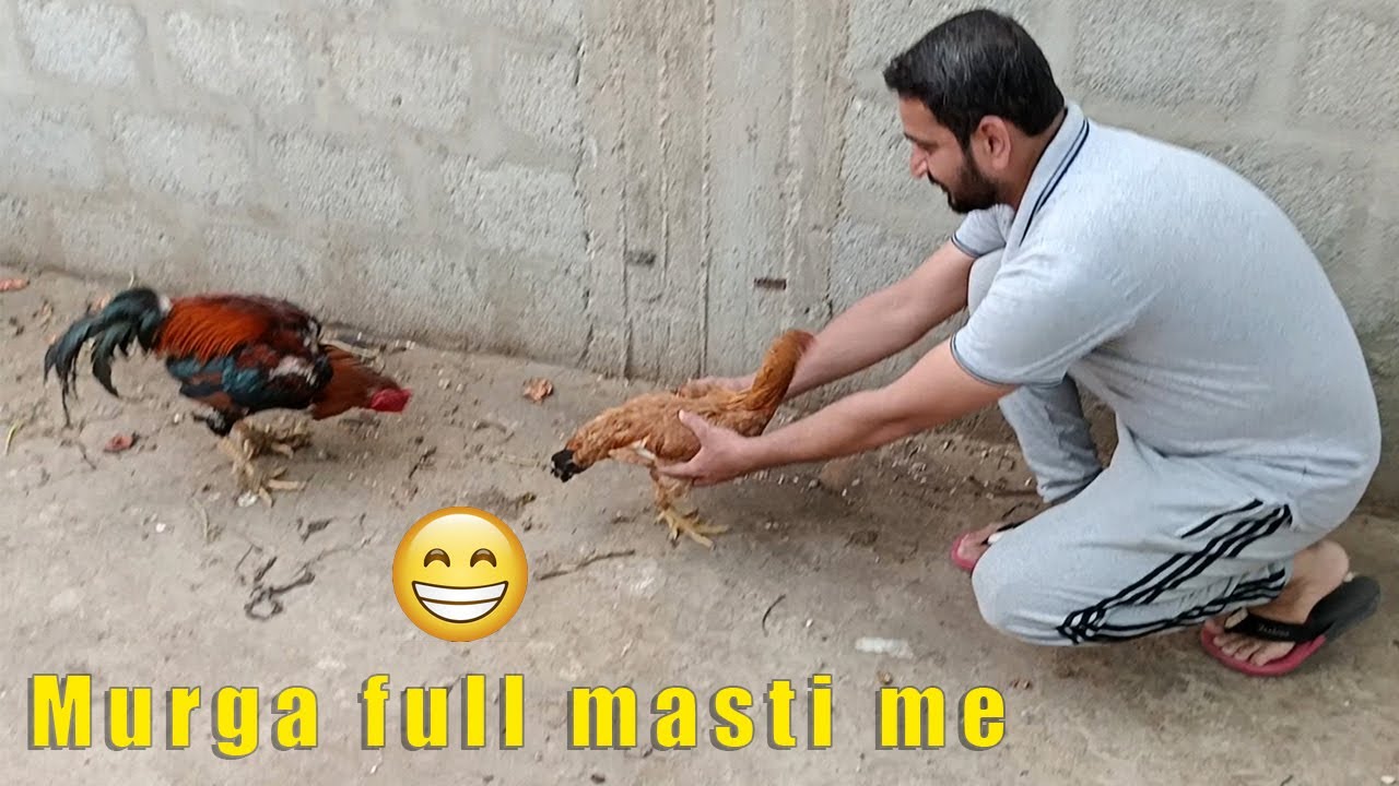 Murga full masti me 🐓 #murgi #murga #meeting #youtubeshorts