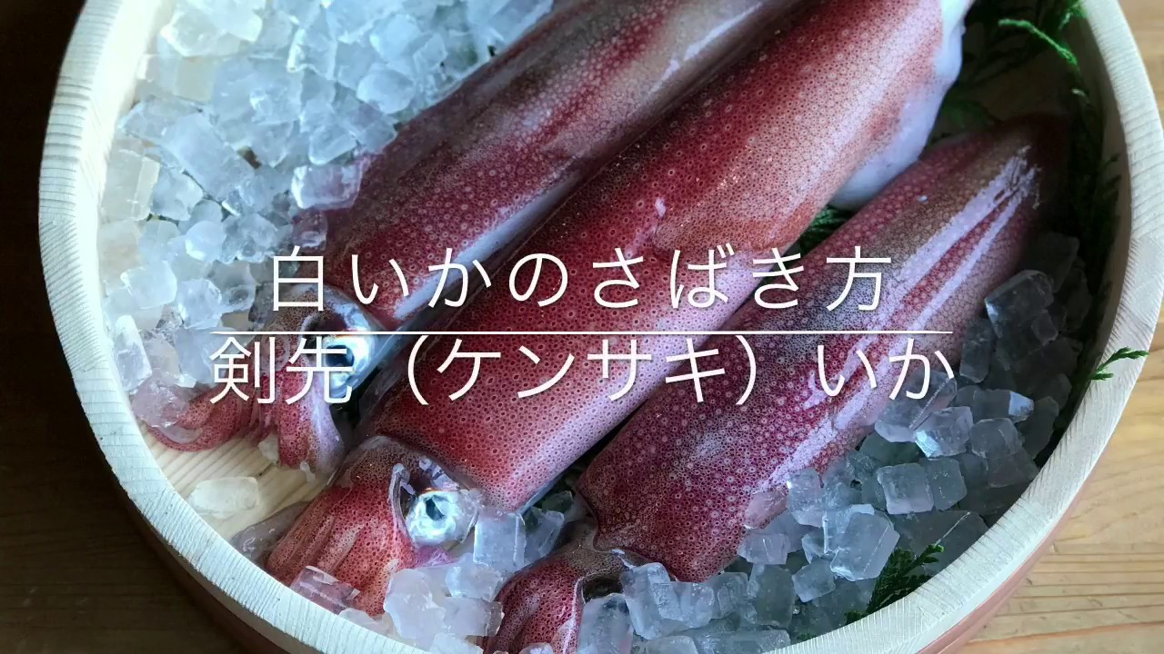 【極上！白いか】白いか（ケンサキイカ）のさばき方