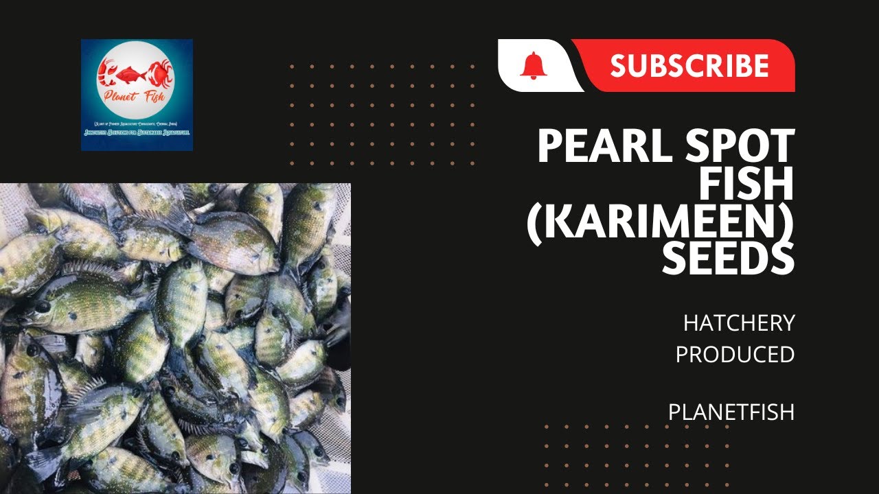 Hatchery Produced Good Quality Pearl Spot Fish (Karimeen) seeds | Karimeen | Pearl Spot Fish
