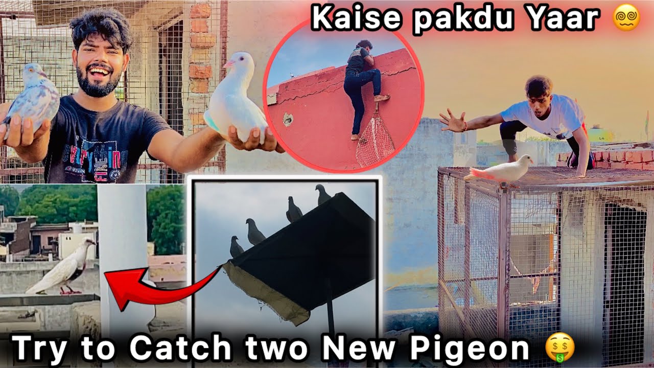Ek Sath Pakde 2 ( Two ) kabutar 🤑 || Bht Mushkil se pakde Gye 😮 || Pigeon Catching 🕊️