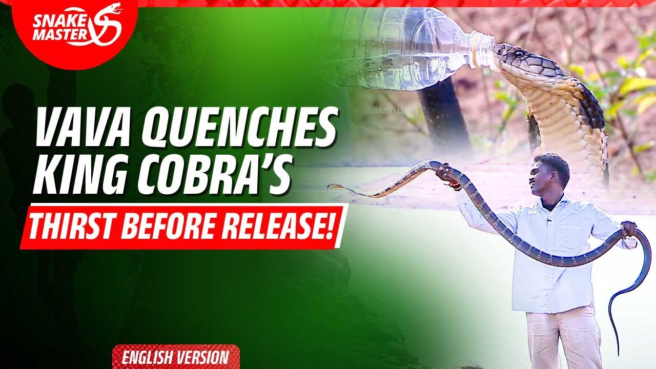 EP 44 | Releasing the 105th King Cobra! | Vava Suresh & Forest Officials | Snake Master