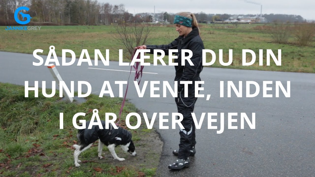 Sådan lærer du din hund at vente, inden i går over vejen