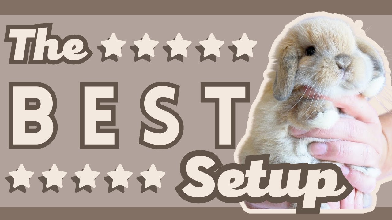 The BEST Setup for your New Rabbit