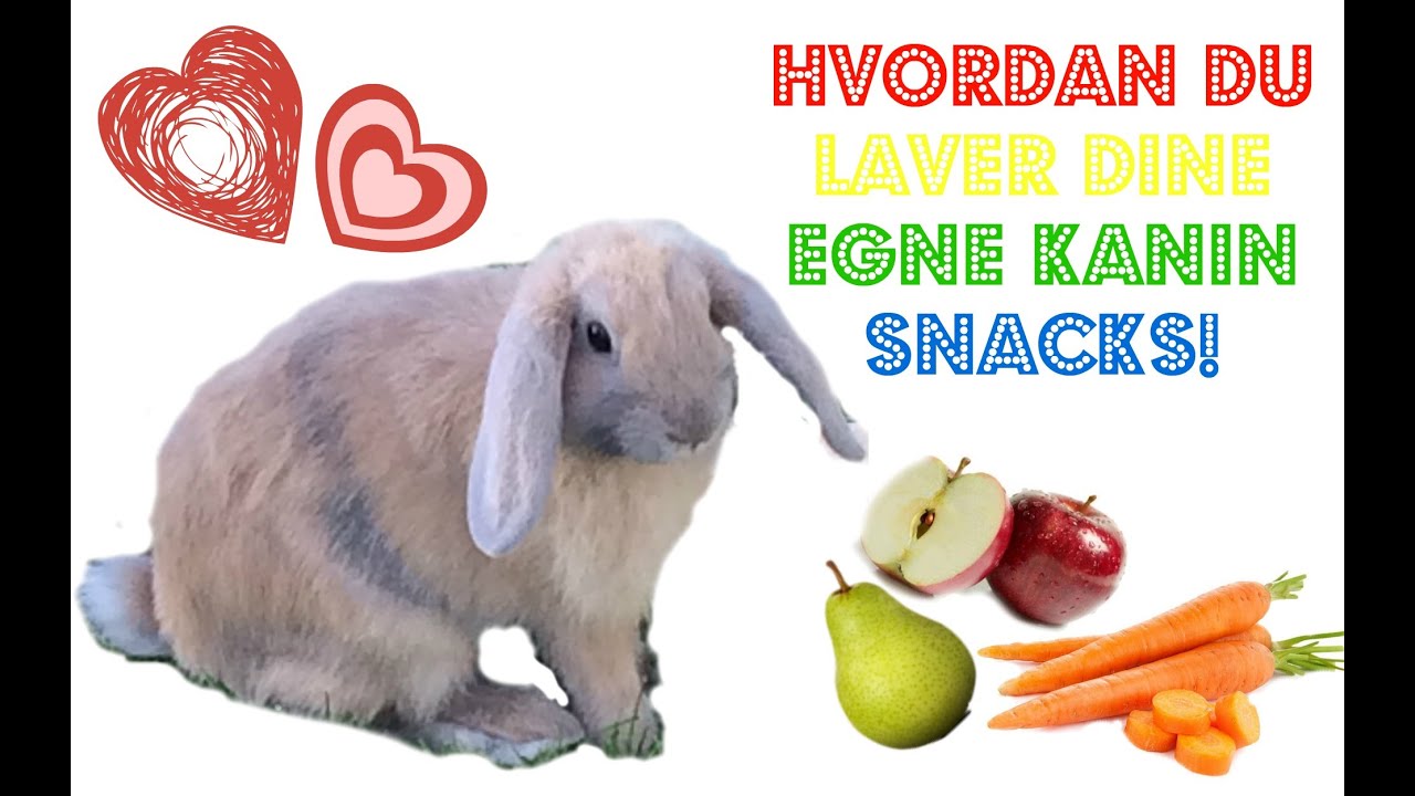 Hvordan du laver dine egne snacks til din kanin