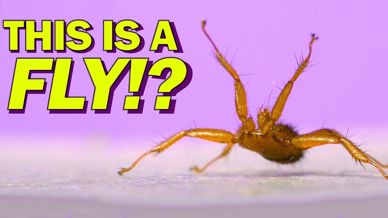 The Weirdest Insect I've Ever Filmed! BAT FLY