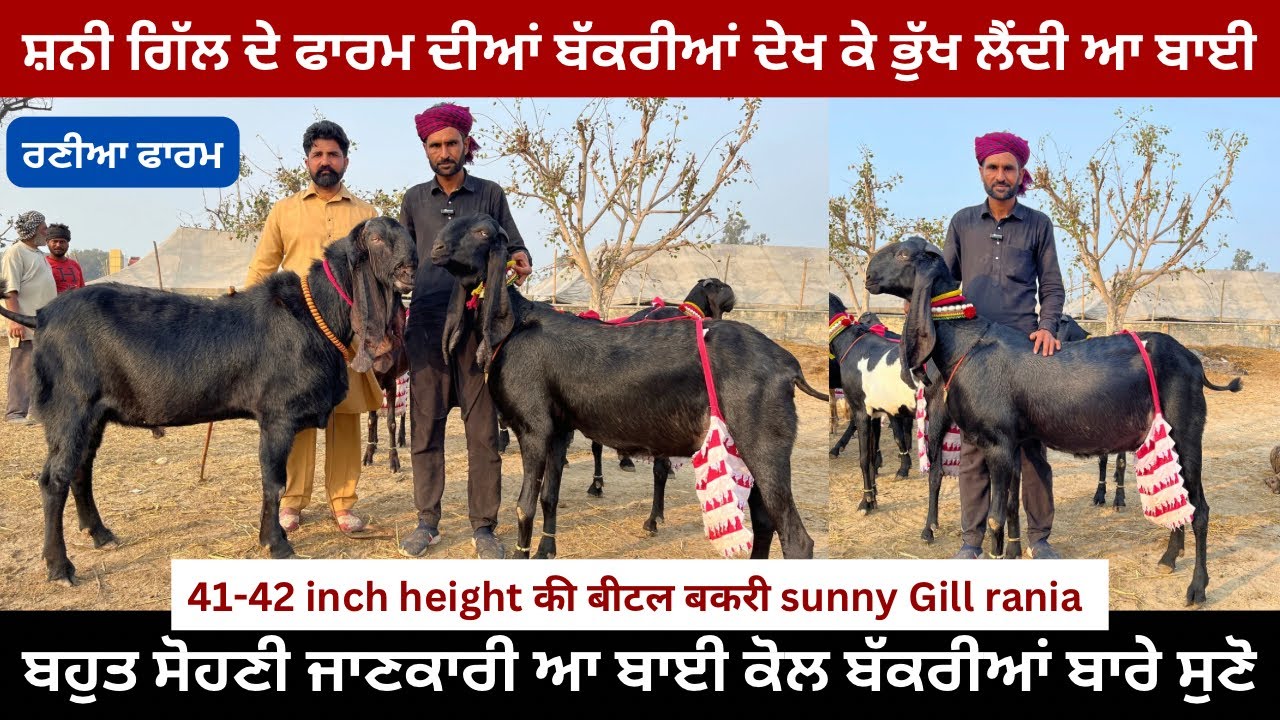 41-42 inch height ki beetal bakri || sunny gill rania || ਬਹੁਤ ਸੋਹਣੀ ਜਾਣਕਾਰੀ ਦਿੱਤੀ ਬਾਈ ਨੇ #valaititv