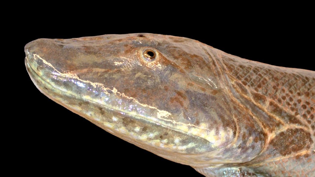 Discovering Tiktaalik - Finding Our Feet