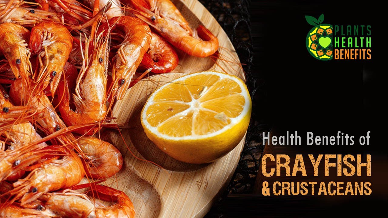 CRAYFISH & Crustaceans, the Oceans Healthy Bounty of