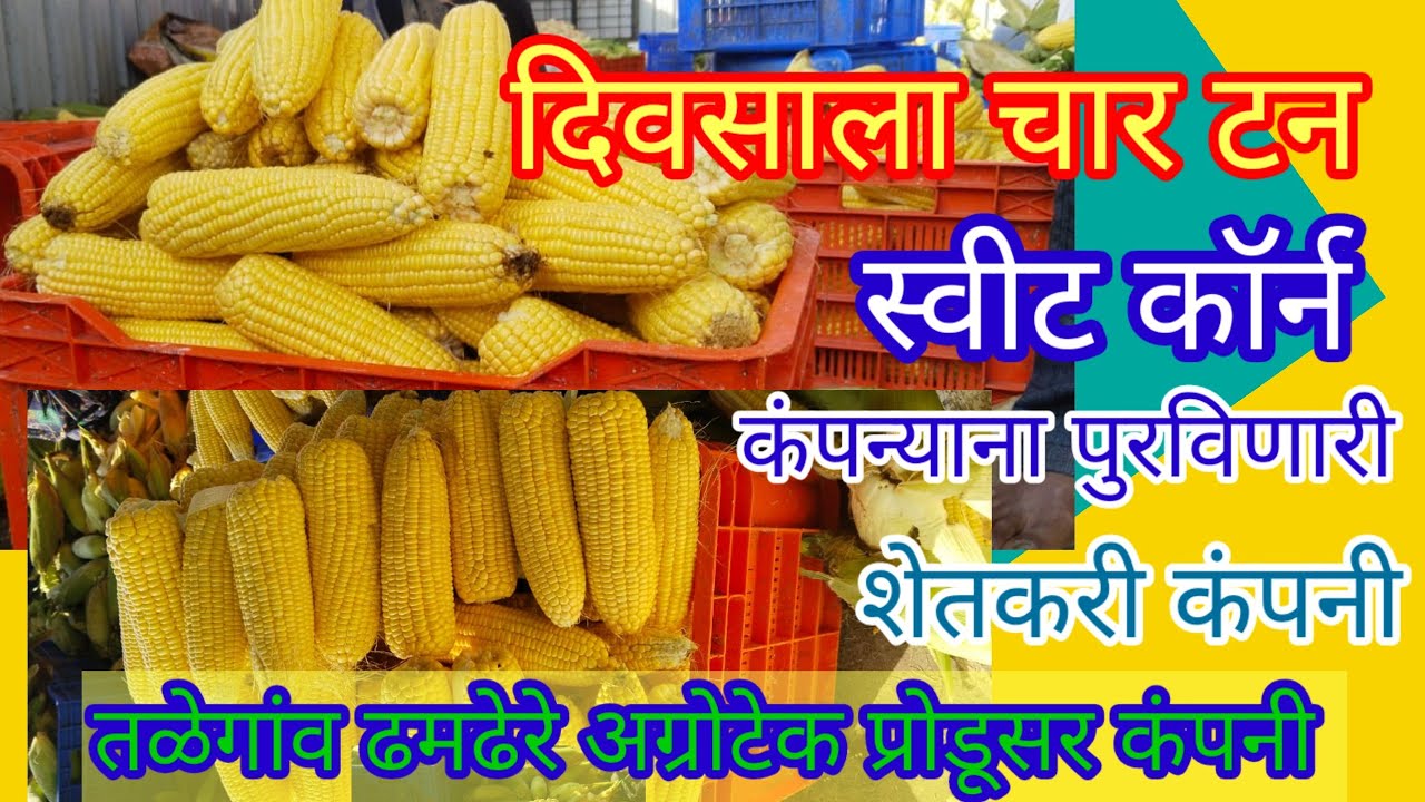 वर्षभर स्वीट कॉर्न पुरवठा करणारी शेतकऱ्यांची कंपनी#लाखोंची उलाढाल